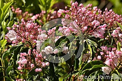 Mountain Laurel (Kalmia latifolia)