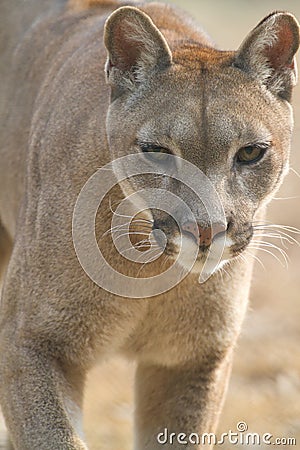 Mountain Lion