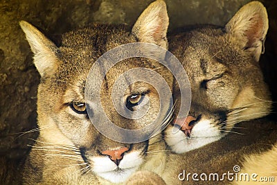 Mountain Lion Affectionate Pair Sleep Together in