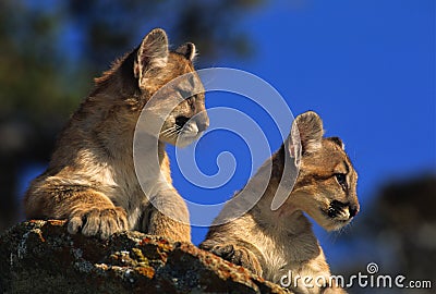 Mountain Lion Kittens on Rock