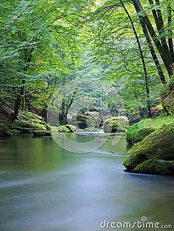 Mountain stream in fresh green leaves forest after rainy day. First autumn colors in evening sun rays.The end of summer at river