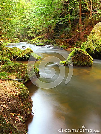 Mountain stream in fresh green leaves forest after rainy day. First autumn colors in evening sun rays.The end of summer at river