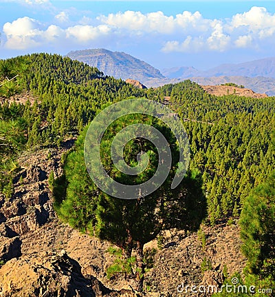 Mountainous landscape with pines, blue sky and clouds from the summit of Gran canaria, Canary islands