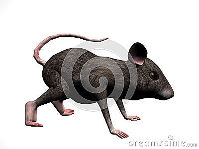 Mouse Right Royalty Free Stock Photo - Image