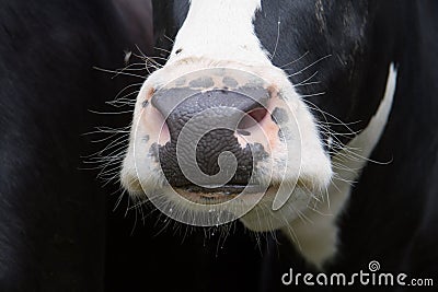 Mouth of a cow