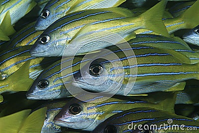 Mozambique Indian Ocean school of bluestripe snappers (Lutjanus kasmira) close-up