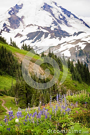 Mt. Baker Wildflowers.