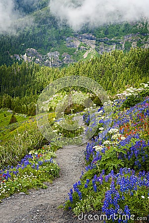 Mt. Baker Wildflowers