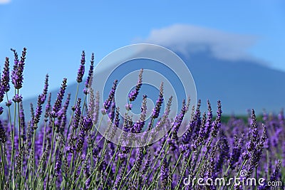 Mt. Fuji and Lavender at Lakeside of Kawaguchi