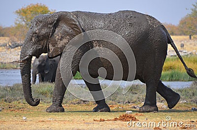 Muddy Elephant