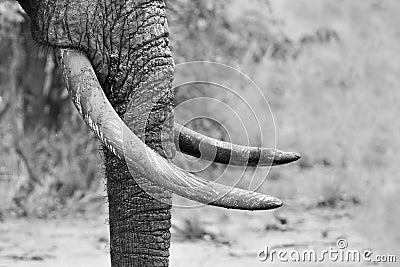 Muddy elephant trunk and tusks close-up artistic black and white