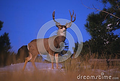 Mule Deer Buck on Skyline