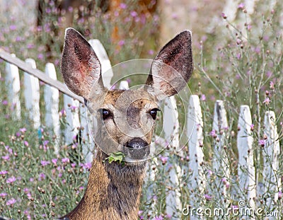 Mule Deer Eating Weeds