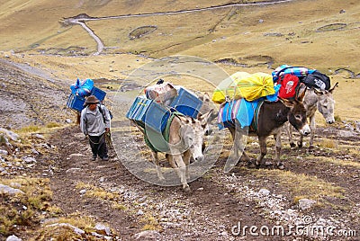 Mule train, carrying loads in high mountains