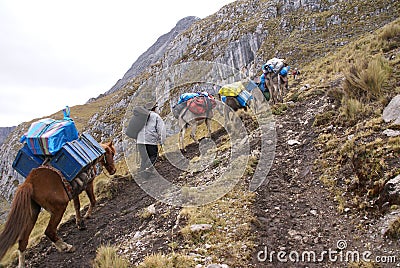 Mule train, carrying loads in high mountains