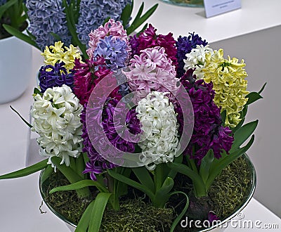 Multi-colored hyacinths in a vase.