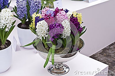 Multi-colored hyacinths in a vase.