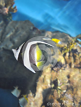 The multi-coloured small fish in an aquarium