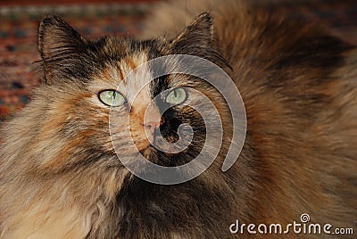 Multicolored Siberian Forest Cat