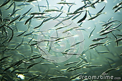 Multiple fish swimming with light from above