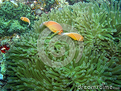 Multiple Skunk Clown Fish in anemones Fiji