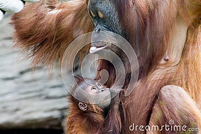 Mum and Baby Orangutan