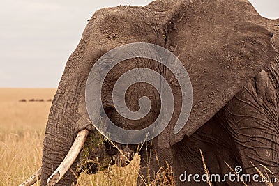 Mum Elephant in Kenya