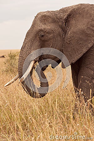 Mum Elephant in Kenya