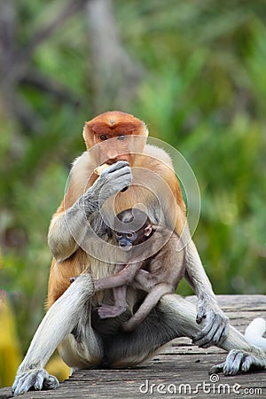 Mum and son Proboscis monkeys