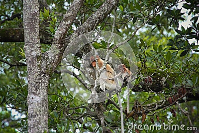 Mum and son Proboscis monkeys