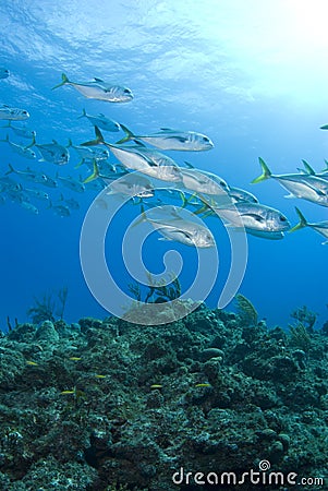 Murials Reef Fish