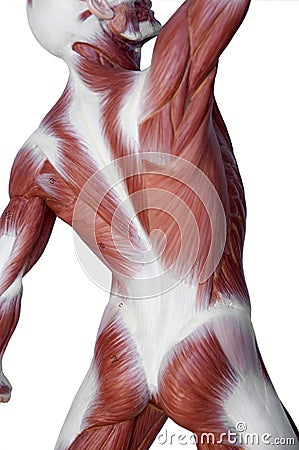 Muscle man anatomy