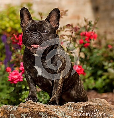 Muscular French Bulldog