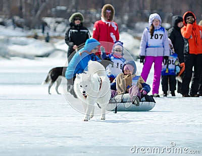 Mushing on husky dogs at Baikal Fishing 2012