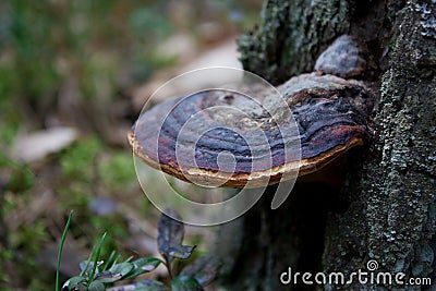 Mushroom on tree