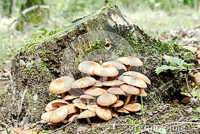 Mushrooms blend of the old oak tree stump