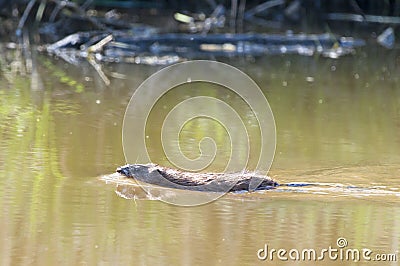 Muskrat swimming in river