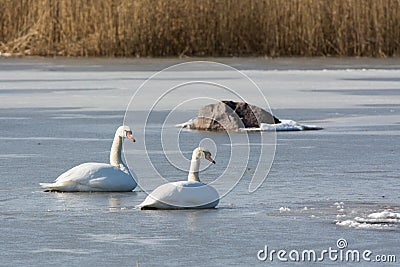 Mute Swans on ice