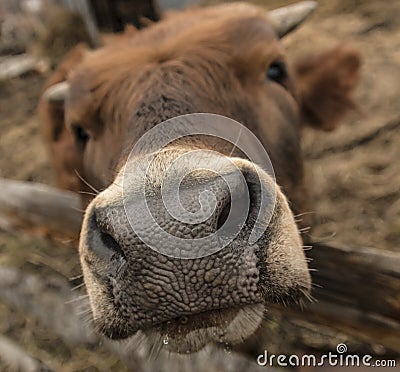 Muzzle of a young cow