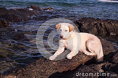 My dog is on the rocks and the beach