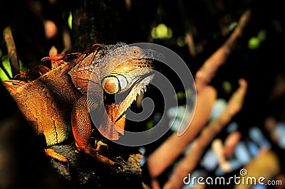 Mysterious iguana