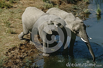 Namibia two African Bush Elephants drinking water from river elevated view