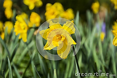 Narcissus or daffodil