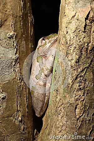 Natal forest tree frog.