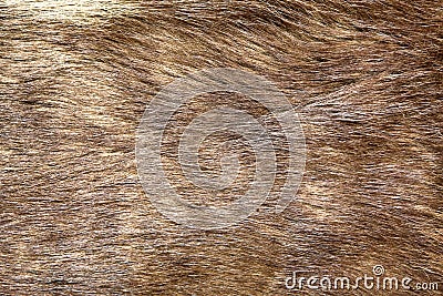 Natural brown fur texture