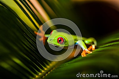 Natural and fresh colorful theme with exotic frog