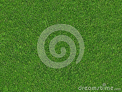 Natural green grass field