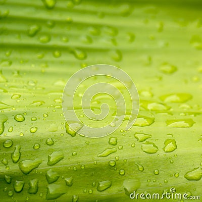 Natural green with water drops