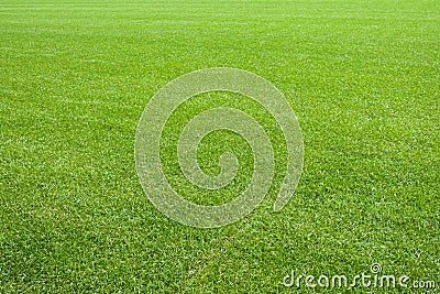 Natural lawn green grass texture