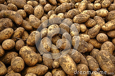 Natural Organic Potatoes in Bulk at Farmer Market